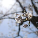 保護中: 桜の木の下で写真撮影